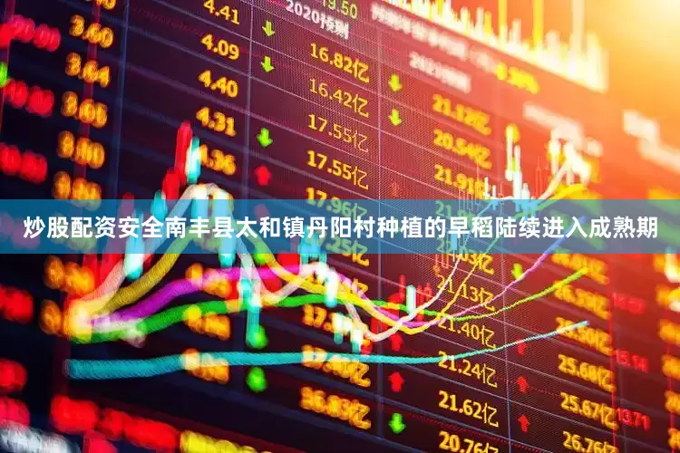 炒股配资安全南丰县太和镇丹阳村种植的早稻陆续进入成熟期